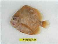 藏品(斑點雞籠鯧)的圖片